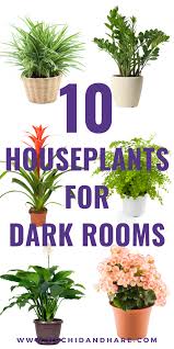 10 Low Light House Plants Indoor