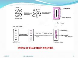 Dna Fingerprinting 7 Jan 2015