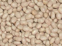 9 impressive navy beans nutrition facts