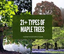 21 types of maple trees leaves bark