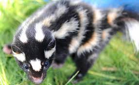 Thank you to clearly loved pets for. What To Do With A Trapped Skunk