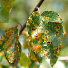 10 pictures of tree diseases and pests