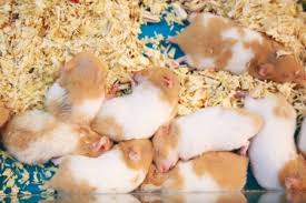 what are the best homemade rat bedding