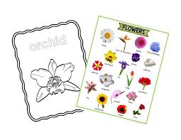 types of flowers nature curriculum in