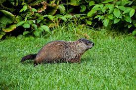8 ideas for how to get rid of groundhogs