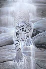 Harimau putih terbaru gratis dan mudah dinikmati. The Tiger Is On The Prowl Harimau Putih Binatang Hewan