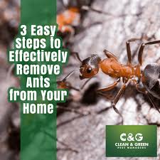 3 easy steps to effectively remove ants