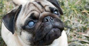 cloudy eyes in dogs 7 reasons dr