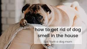 how to get rid of dog smell in the