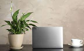 Indoor Plants For Your Home Or Office