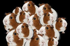 The Great Guinea Pig Pilgrimage of 2020 | Portland Monthly