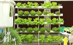 growing with hydroponics