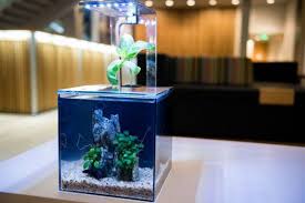 ecoqube c aquaponics aquarium review