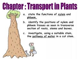 state the functions of xylem and phloem