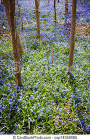 Early spring flowers are the surest sign that milder weather is on the way. Spring Meadow With Blue Flowers Glory Of The Snow Forest Floor With Spring Blue Glory Of The Snow Flowers Blooming In Canstock