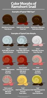 Like most snails, the ramshorn is susceptible to high nitrate and ammonia levels, so your filter must cycle the water efficiently. Ramshorn Snail Color Morphs Aquariumtips Aquarium Freshwateraquarium Fishtank Fish Fishkeeping Aquariumdiy Infographic Aquarium Snails Pet Snails Snail