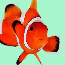 I do loose a fish now and then but the folks are…. Fish Supplies Aquarium Supplies Accessories Petco