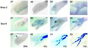Axolotl Development Embryology