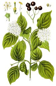 Cornus sanguinea - Wikipedia