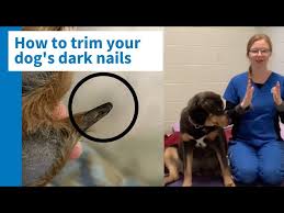 how to trim your dog s black nails