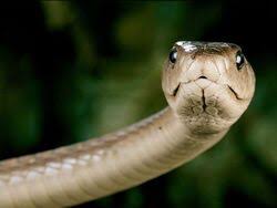 It is a large and active snake that will move quite fast with as much as a third of its body off the ground. Black Mamba Animal Database Fandom