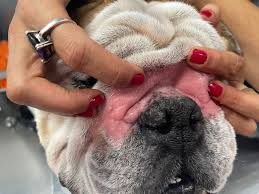 clinical presentations of pyoderma in dogs