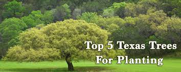 top 5 texas trees for planting