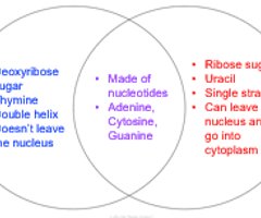 genetics unit concepts 1 2 and 3