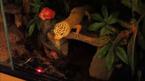 Leopard Geckos Reaction To Red Light