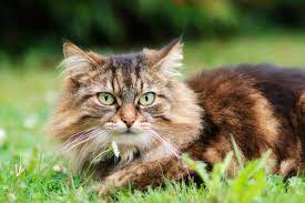 17 cute long haired cat breeds cats