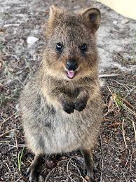 You may create a new quokka file, or start quokka on an existing file. Walking Forward Disaster Relief Team Donates For Quokka Conservation Rottnest Foundation