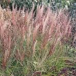 Afbeeldingsresultaat voor miscanthus sinensis