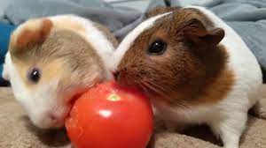 lucky guinea pigs eat a tomato you