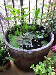 Container Water Gardens Mini Pond
