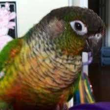 Green Cheek Mutation Or Hybrid Parrot Forum Parrot