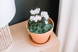 Cyclamen: Plant Care & Growing Guide
