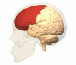 frontal brain lobe position