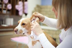 how to clean a dog s ears what every