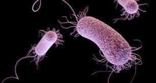 bakteri pseudomonas aeruginosa untuk