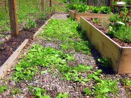 Weeds In Paths Use Vinegar Not