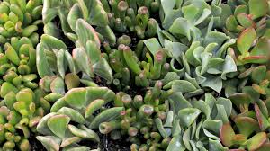 Succulents For Cats Dogs Safe Or