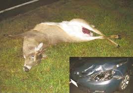 Reproductive Seasonality In Deer