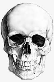 Commencez par dessinez la silhouette de la tête de mort. Sticker Halloween Skull Drawing Blackandwhite Tete De Mort Dessin Realiste Png Image Transparent Png Free Download On Seekpng