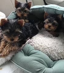 > all washington, dc district of columbia maryland northern virginia. Norwich Terrier Puppies For Sale Virginia Beach Va 250867