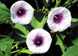 sweet potato plants flower in scorching