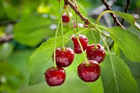 Tree nodes drag and drop. 13 Most Common Types Of Cherry Trees With Pictures Conserve Energy Future