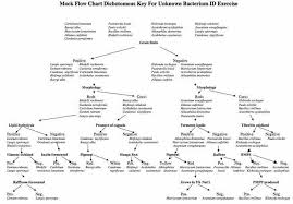 Flow Chart Microbiology Medical Laboratory Science