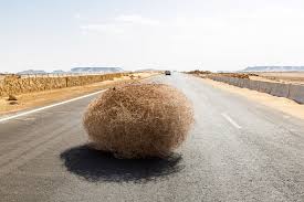 Tumbleweed Pictures | Download Free Images on Unsplash