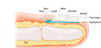 what is a nail bed learn more about