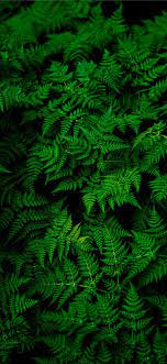 green fern plant iPhone X Wallpapers ...